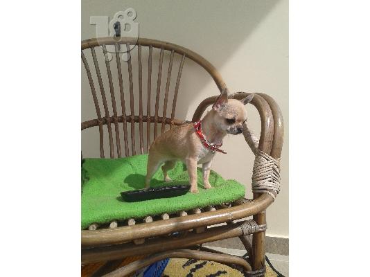 Τσιουάουα τόι - Chihuahua toy